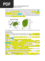 Leaf Morphology