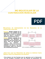 6 Mecanismo Molecular de La Contracción Muscular