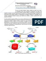 Formacion de Desoxirribonucleotidos