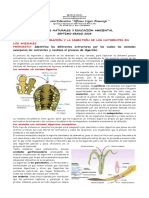 Poligastrico y Monogastrico