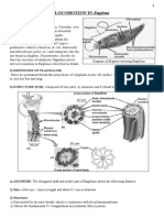 Locomotion in Euglena