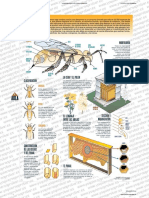 LAS Abejas: Morfología