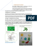 Respiracion en Plantas