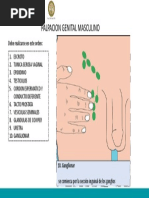 Palpacion Genital Masculino