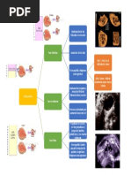 Ciclo Ovarico Mapa Conceptual