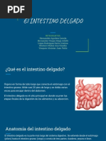 Intestino Delgado