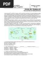 44.15 FT Ciclo Vida Chlamydomonas CC