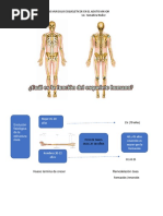 Problemas Musculoesqueleticos en El Adulto Mayor