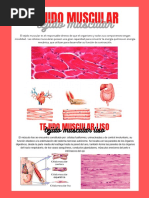 Resumen Tejido Muscular