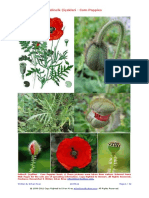 Gelincik Cicekleri-Corn Poppies-10.05.2011-Erkan Kiraz