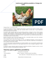 Vacina para Galinha Poedeira e Frango de Corte - Sucesso No Campo