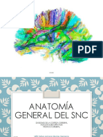 Anatomía General Del SNC