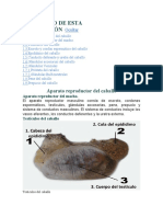 Anatomia Del Testiculo Del Equino