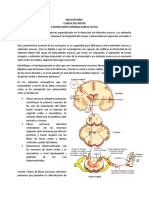 NOCICEPTORES