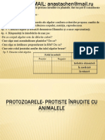 Protozoarele-Protiste Înrudite Cu Animalele