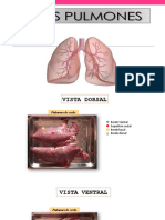 Pulmones