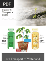 4.2 Transport of Water and Mineral Salts