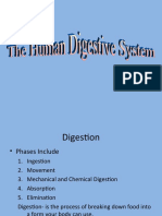 Digestive System Power Point