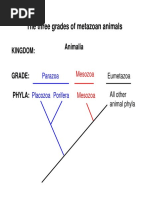 The Three Grades of Metazoan Animals: Kingdom: Animalia