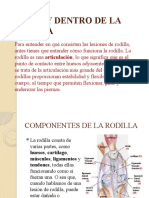 Exposición Rodilla