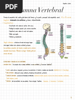 Anatomía - Columna Vertebral