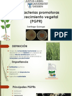 Rizobacterias Promotoras Del Crecimiento Vegetal