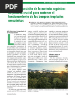 77four Etal 2020 - Descomposicion Materia Organica Crucial Bosques Amazonicos - NCiencia