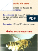 Apicultura - Aula 7 - Cera