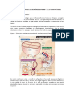 Breve Introducción A La Anatomía de La Ubre y A La Fisiología Del Ordeño