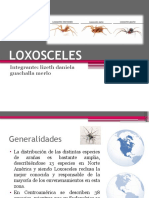 Loxosceles: Integrante: Lizeth Daniela Guachalla Merlo