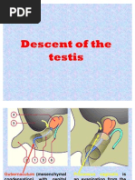 5 - Descent of The Testis