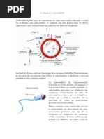 A Origem Das Mitocôndrias