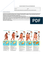 GuiaN° 4 - Historia - 7°basico - Proceso de Hominizacion