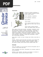 Circular Técnica Nº 63 - Canela-Branca