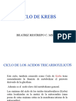 Ciclo de Krebs