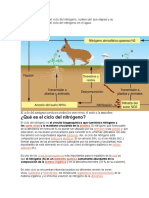 Ciclo Del Nitrógeno