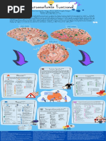 Infografía - Vías Neurofuncionales