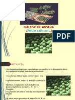 Cultivo de Arveja