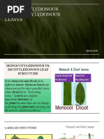 Monocotyledonous and Dicotyledonous Leaves