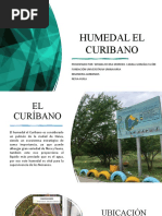 Humedal El Curibano