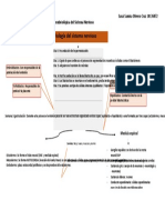 Mapa Conceptual Del Proceso de Formación Embriológica Del Sistema Nervioso