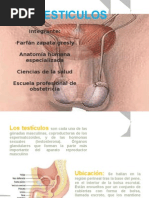 Diapositivas de Anatomia Testiculos