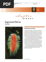 Annelida - Segmented Worm