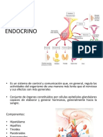 SISTEMA ENDOCRINO Parte 1