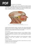 Importancia Del Nervio Trigémino en La Odontología