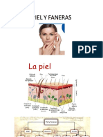 Piel y Faneras