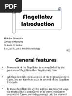 Flagellates: Al-Anbar University College of Medicine Dr. Huda. R. Sabbar B.SC., M. SC., Ph.d. Med - Microbiology