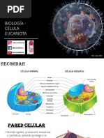 3-Célula Eucariota