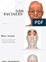 Musculos Faciales