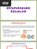 8.respiracion Celular